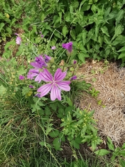 Malva sylvestris