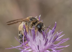 Halictus sexcinctus