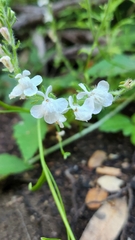 Sairocarpus coulterianus