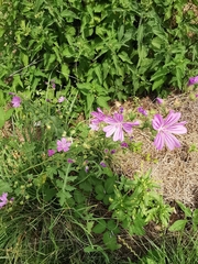 Malva sylvestris