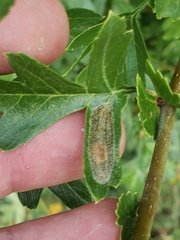 Phyllonorycter corylifoliella