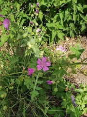 Malva sylvestris