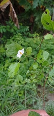 Lycianthes lenta