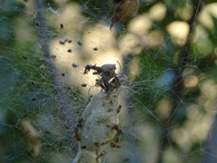 Cyrtophora citricola