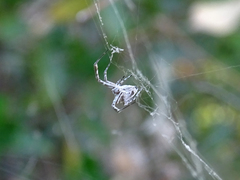 Uloborus walckenaerius