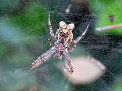 Cyrtophora citricola