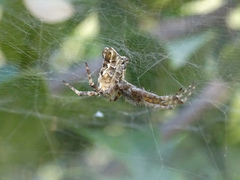 Cyrtophora citricola