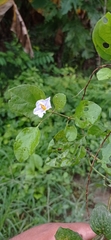 Lycianthes lenta