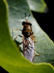 Hermetia concinna