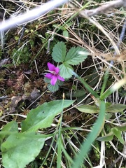 Rubus arcticus