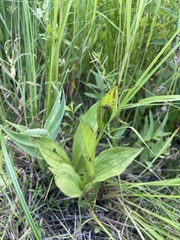 Cypripedium candidum