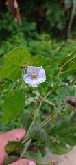 Lycianthes lenta