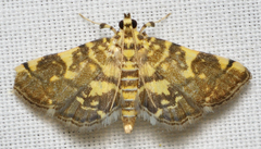 Apogeshna stenialis