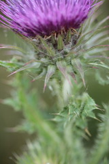 Carduus nutans nutans