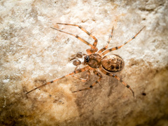 Lepthyphantes minutus