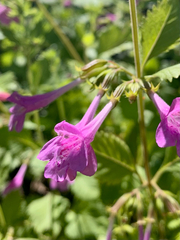 Clinopodium grandiflorum