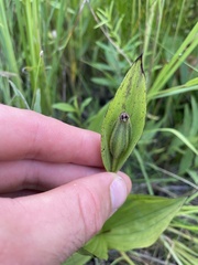 Cypripedium candidum
