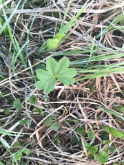 Alchemilla glomerulans