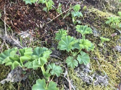 Alchemilla glomerulans