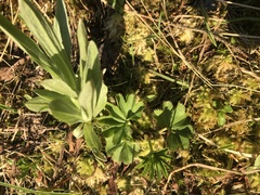 Alchemilla glomerulans