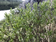 Salix argyrocarpa