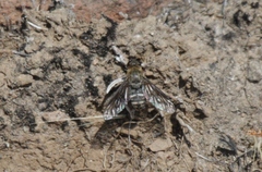 Chrysanthrax vanus