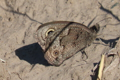Cercyonis oetus