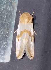 Schinia chrysellus
