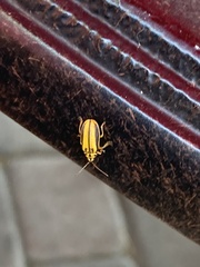 Xanthogaleruca luteola