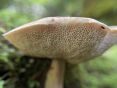 Austroboletus gracilis