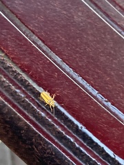 Xanthogaleruca luteola