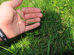 Sphenopholis obtusata