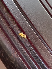 Xanthogaleruca luteola