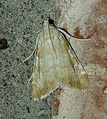 Hellula aqualis