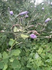 Cicerbita macrophylla