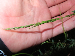 Sphenopholis obtusata