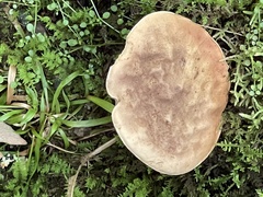 Austroboletus gracilis