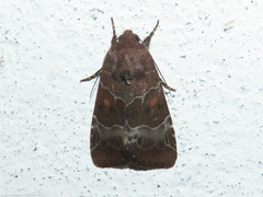 Hampsonodes mastoides
