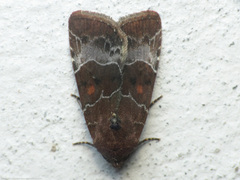 Hampsonodes mastoides
