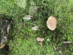 Austroboletus gracilis