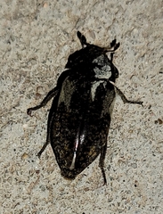 Dermestes marmoratus