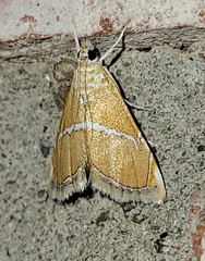 Abegesta