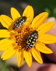 Acmaeodera paradisjuncta