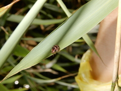 Epilachna crassimala