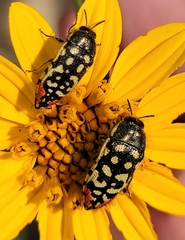 Acmaeodera paradisjuncta