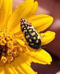 Acmaeodera paradisjuncta