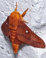 Anisota pellucida