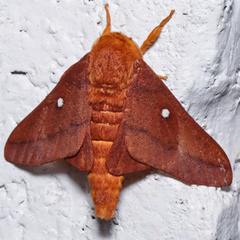 Anisota pellucida