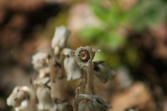 Monotropa uniflora