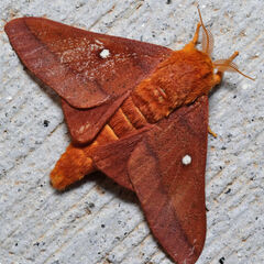 Anisota pellucida